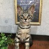 ジャックくん　2ヶ月くらいの男の子 サムネイル4