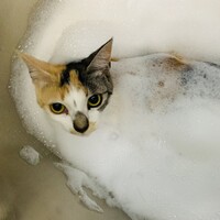 りん