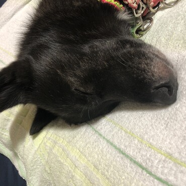 おやすみなさい
