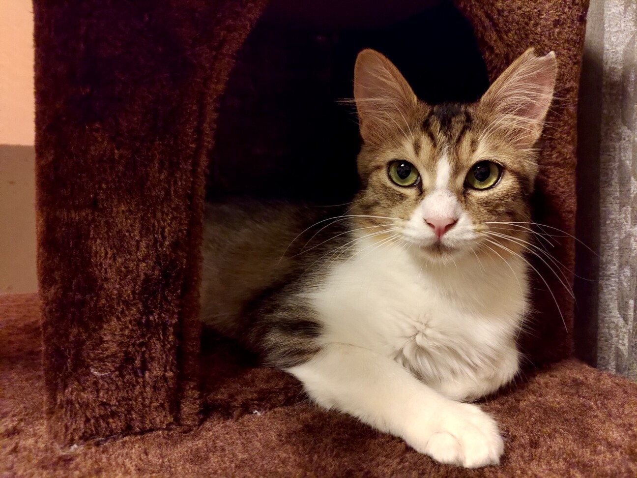 ８ヶ月位　構ってちゃん好き♪半長毛　チロル サムネイル1