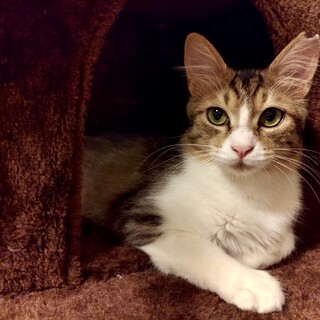 ８ヶ月位　構ってちゃん好き♪半長毛　チロル