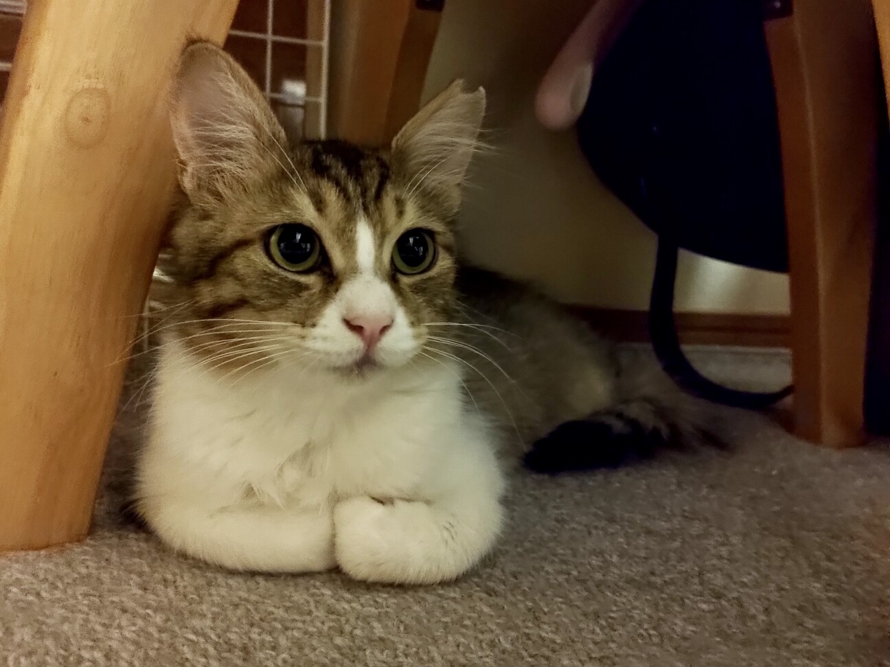 ８ヶ月位　構ってちゃん好き♪半長毛　チロル サムネイル2