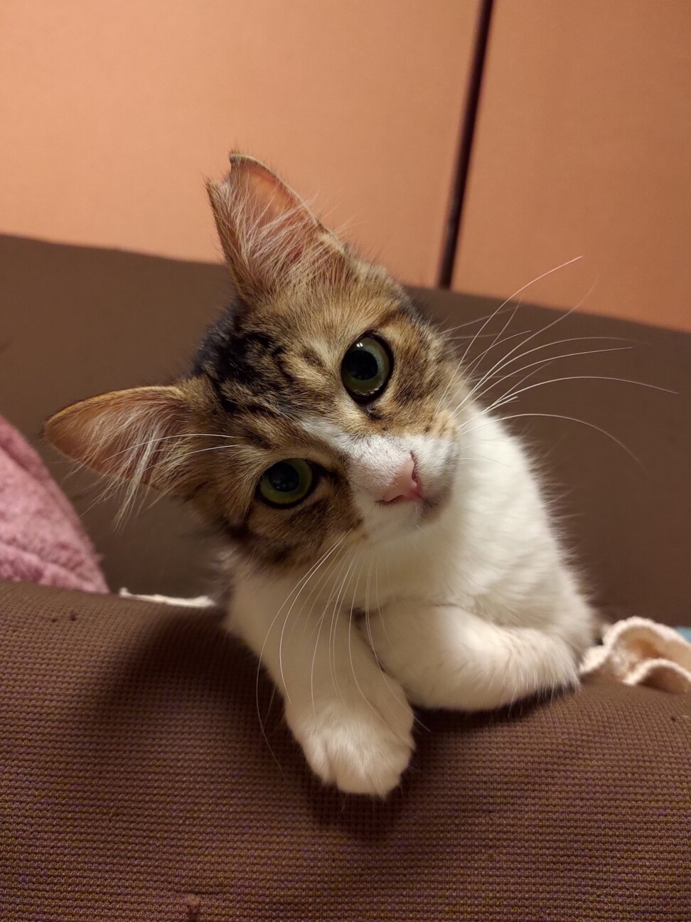 ８ヶ月位　構ってちゃん好き♪半長毛　チロル サムネイル3