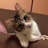 ８ヶ月位　構ってちゃん好き♪半長毛　チロル サムネイル3