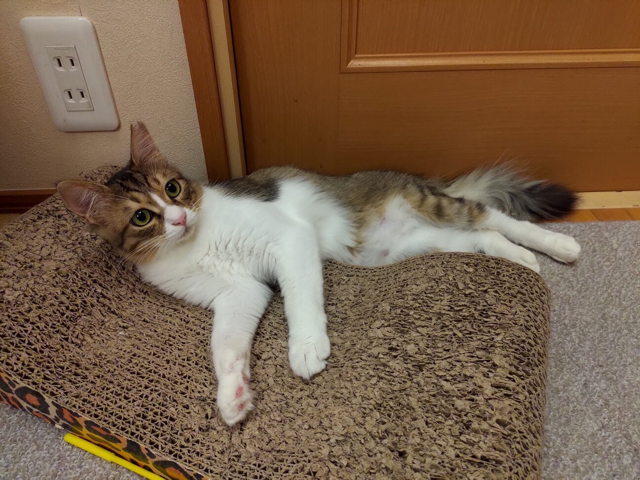 ８ヶ月位　構ってちゃん好き♪半長毛　チロル サムネイル4