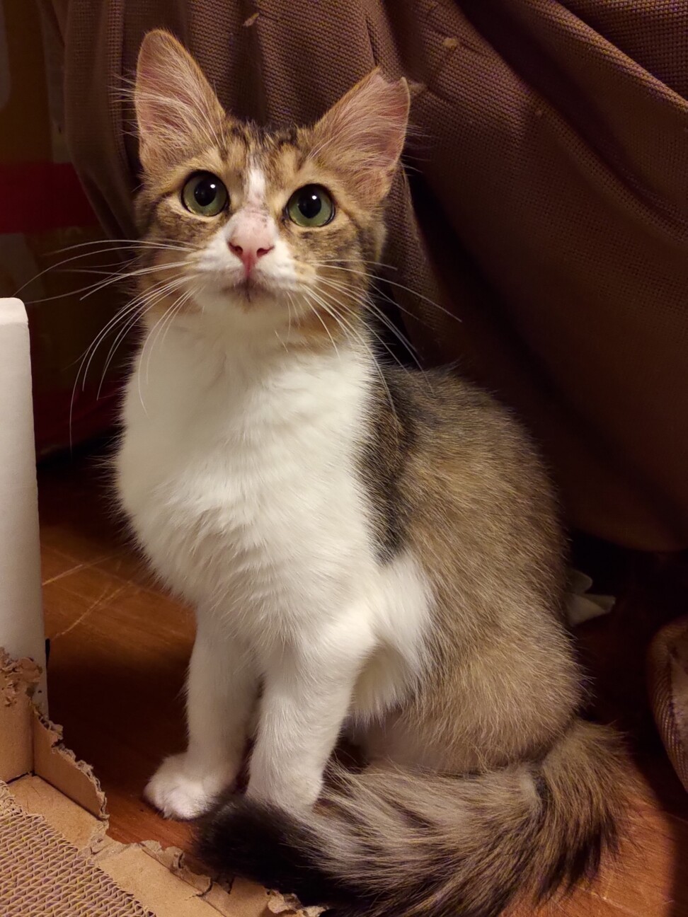 ８ヶ月位　構ってちゃん好き♪半長毛　チロル サムネイル5