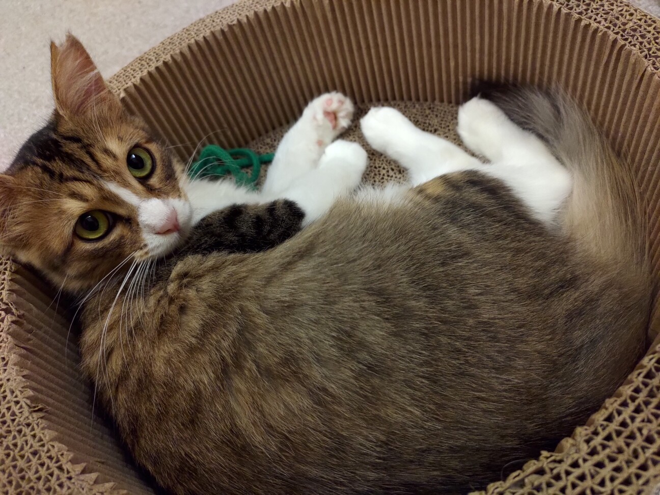 ８ヶ月位　構ってちゃん好き♪半長毛　チロル サムネイル6