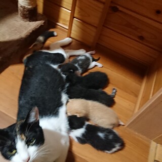 三毛猫の里親募集