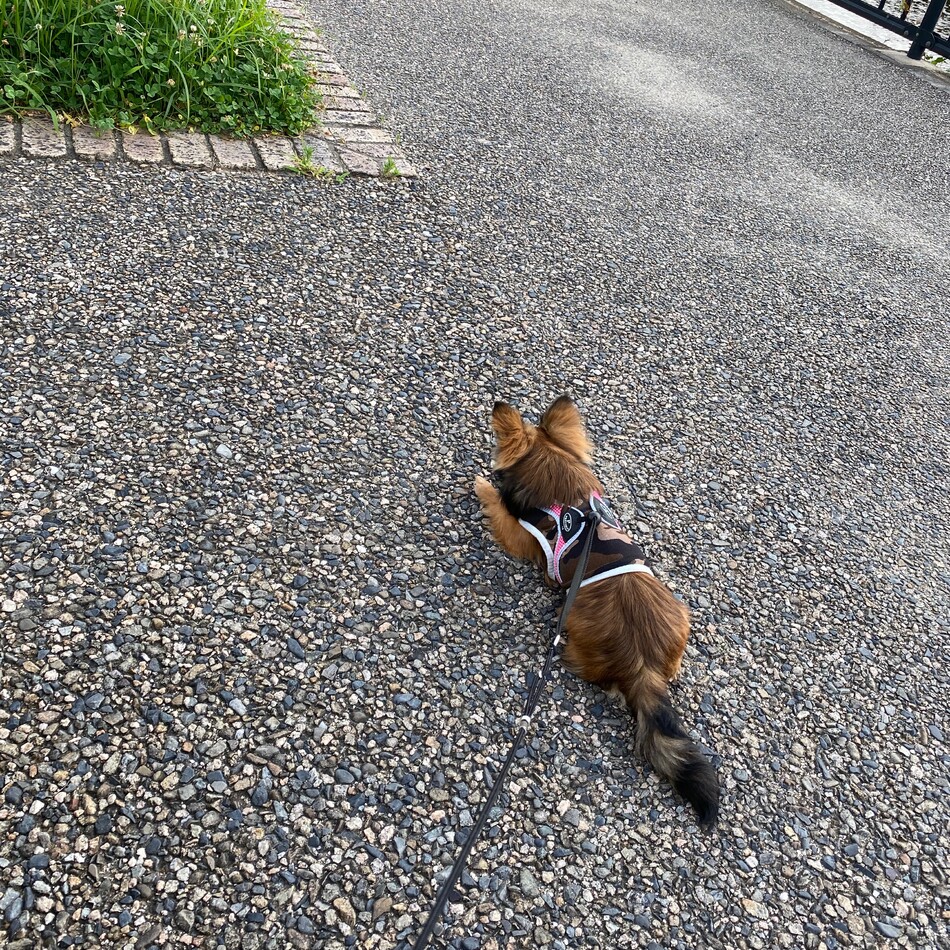 loccaのカバー写真
