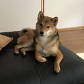 可愛がって頂ける方