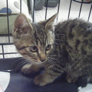 可愛い子猫たち