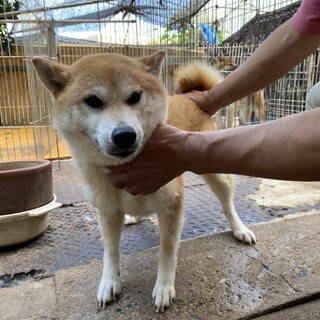 柴犬の里親募集中