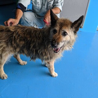 この子を助けてください。