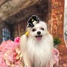 可愛いドレスでカレンダー用の撮影したよ