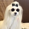 イカシテルでしょ