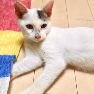 【代理投稿】模様がユニークな美男子のほぼ白猫
