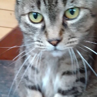 【募集中止】メ―ちゃん8歳です（♀）