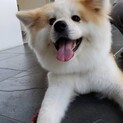 モフモフふわりの秋田犬「雫」