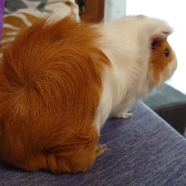 おしりのつむじ♪