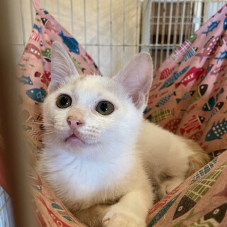 珍しい水玉模様のこねこのバニラちゃん♪