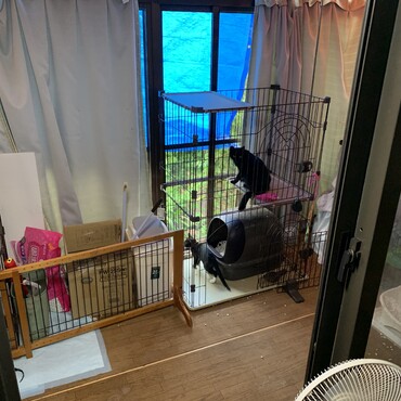 リビングから出られるサンルームは猫ちゃんの遊び場になっています。