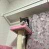 ロムロム