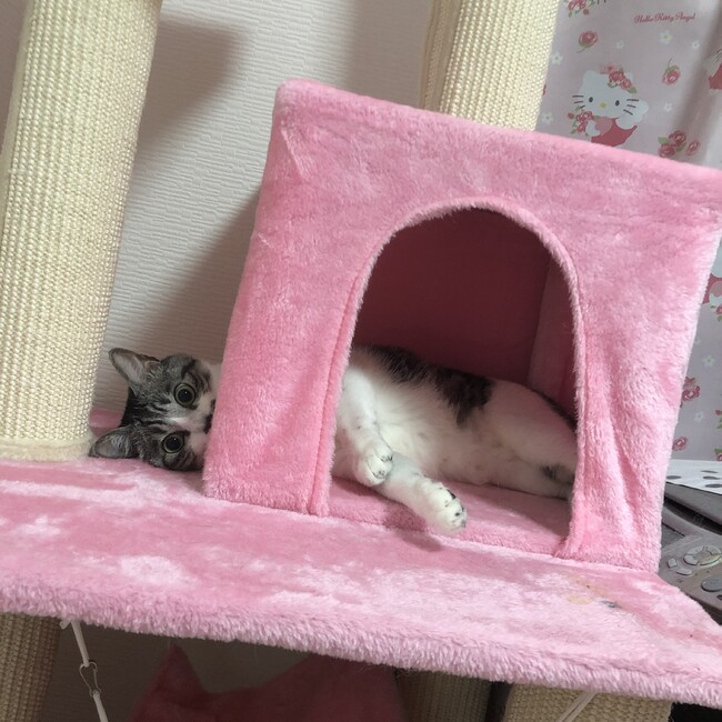 ロムロムのカバー写真