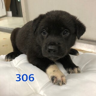 里親決定しました。