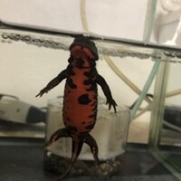アカハライモリ2匹