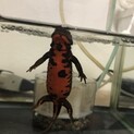 アカハライモリ2匹
