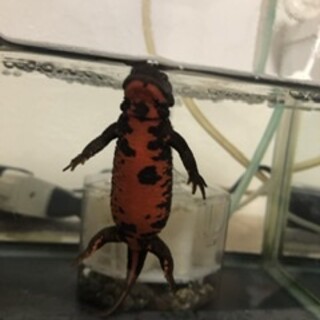 アカハライモリ2匹