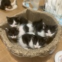 ハチワレ　子猫　3匹　里親募集