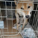 大人しくてお利口な柴犬くん♂