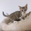 綺麗な柄のギジシロくん