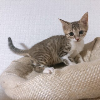 綺麗な柄のギジシロくん