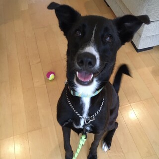 一旦募集停止・スムースボーダー風・１歳