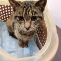 野良猫里親様募集中