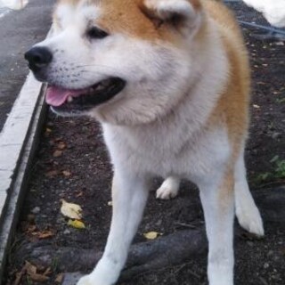 申込み多数につき一時停止