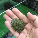 ミドリガメ赤ちゃん