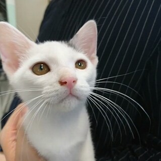 和風が魅力なおっとり てんちゃん