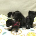 ママのいない野良猫の赤ちゃん