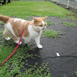 里親になって5年になりました