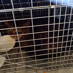 敷地内に捕獲器をしかけると…