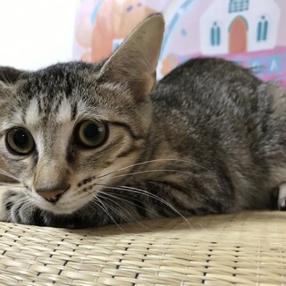 強運の桜田オアシス、里親さま決定しました。