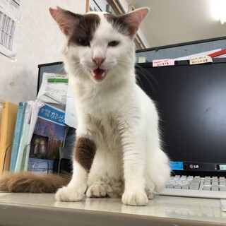 とても人懐っこい地域猫の里親募集！
