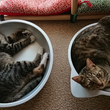 生存証明その1・8月8日(推定誕生日)で1歳になる殿(左)と姫。殿のアルミ鍋は大です。