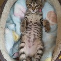 トライアル決定！）キジのまる子ちゃん