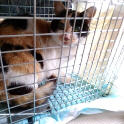 生まれつき、卵巣と子宮がないそうです。