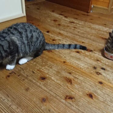 生存証明その4・ちゅ～るを水で溶いてあげて水分補給もしっかり