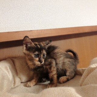 サビ柄の甘えん坊な女の子
